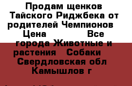 Продам щенков Тайского Риджбека от родителей Чемпионов › Цена ­ 30 000 - Все города Животные и растения » Собаки   . Свердловская обл.,Камышлов г.